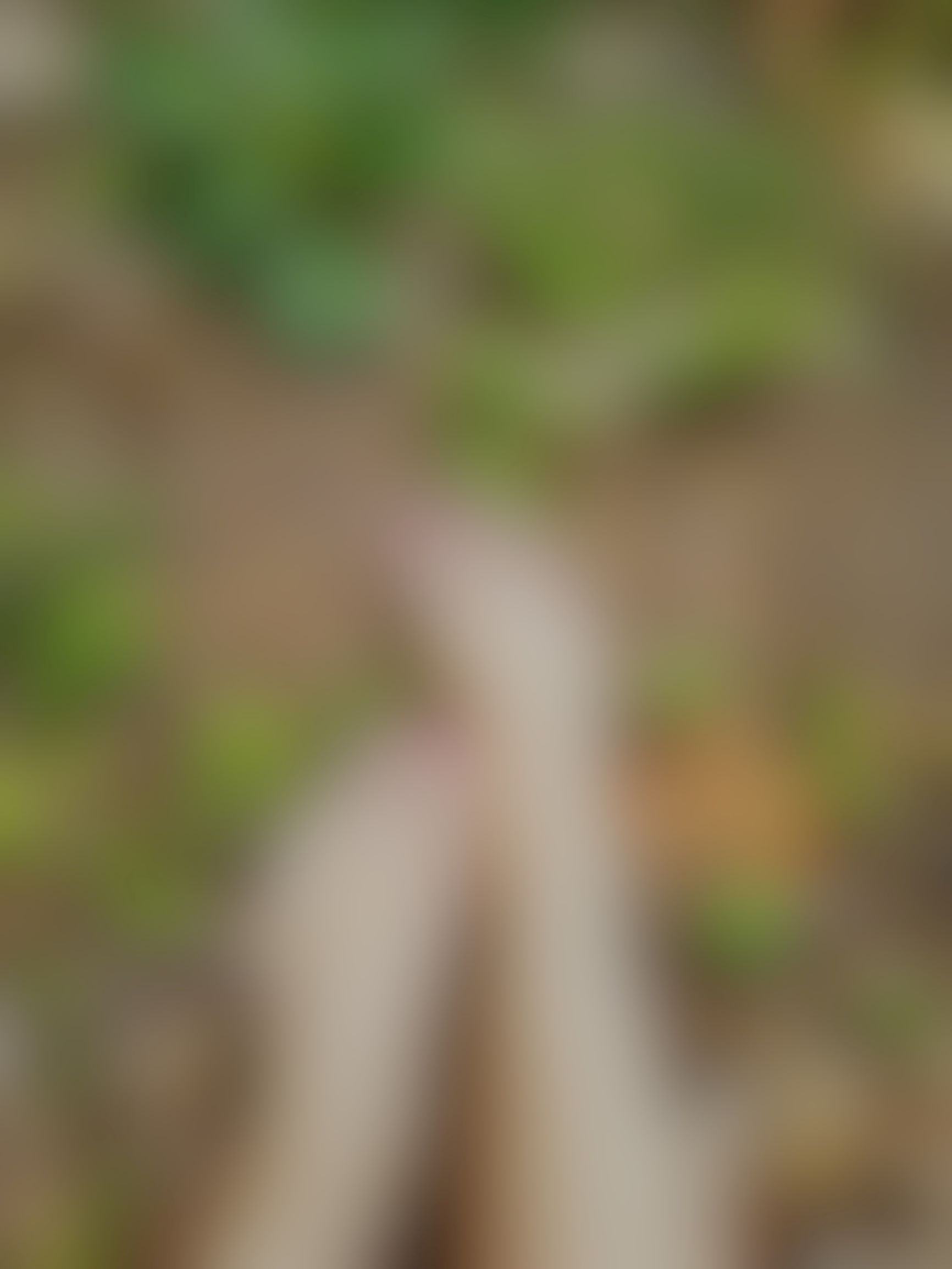 ForestFairy 1.E - Blur (R)